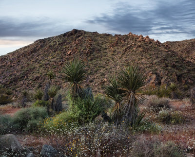 Joshua Tree