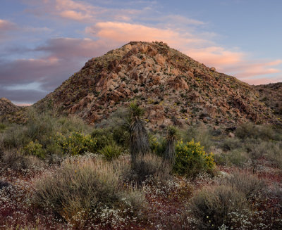 Joshua Tree