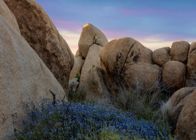 Joshua Tree