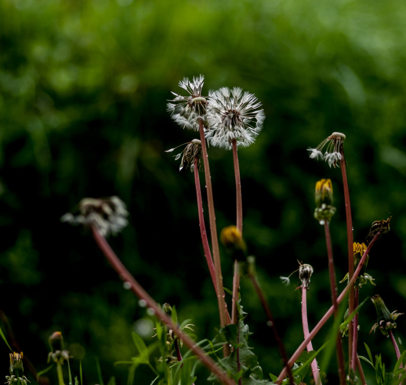 Dandelion