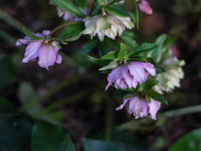 Hellebore