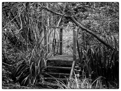 Wild garden.