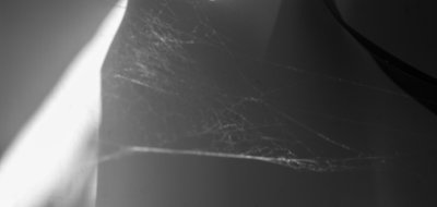 Cobwebs