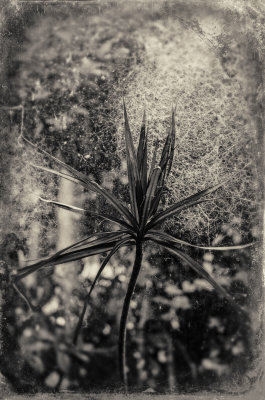 Leaves and Webs
