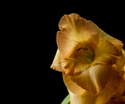 Gladioli