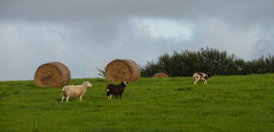 Sheep & Bales