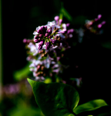  Lilac from the hedgerow