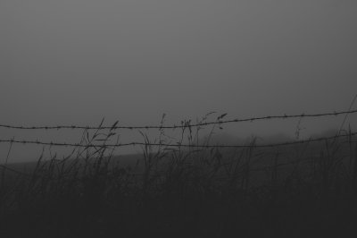 Early morning mist and my fascination with barbed wire.