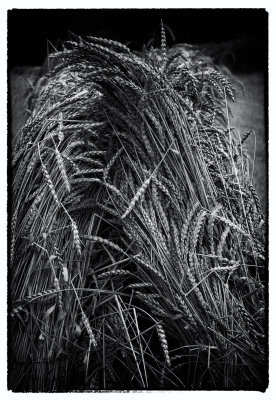 Stooks