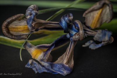 Fading Iris in colour
