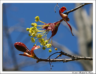 Fresh maple buds.jpg