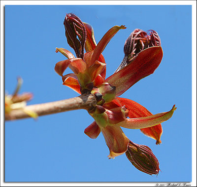 Maple buds.jpg