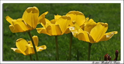 Yellow tulips.jpg