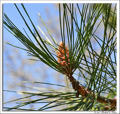 Scotch Pine cone.jpg