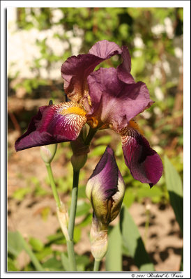 Purple Iris 2.jpg
