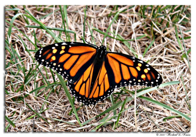 Monarch on the Grass.jpg