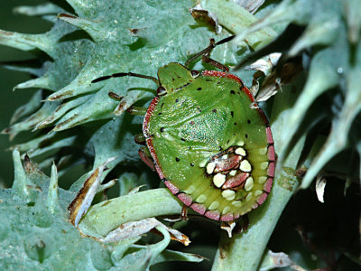Green Shield beetle.jpg