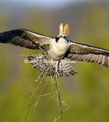 Easter_Osprey.jpg