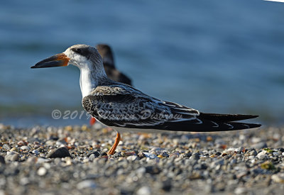 Black Skimmer