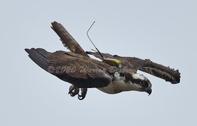 D5A_7941.jpg