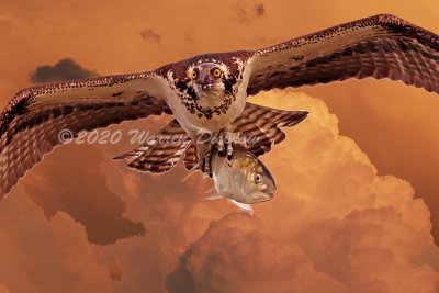 Osprey at Dusk.jpg