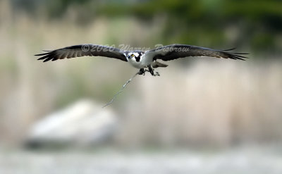 D5A_0662.jpg