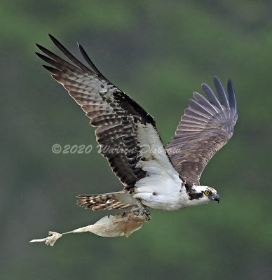 D6A_0920.jpg