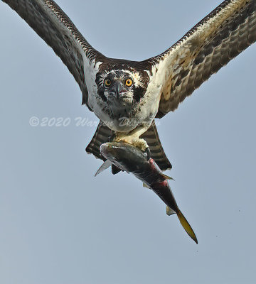 D6A_7962-1_.jpg