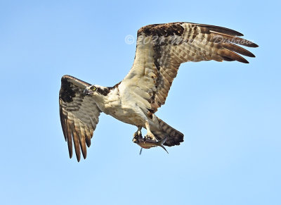 D6A_5219.jpg