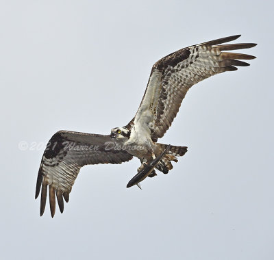 D6A_6104.jpg