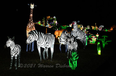 Festival of Light at Lyman Orchards