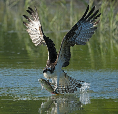 NZ9_6741.jpg