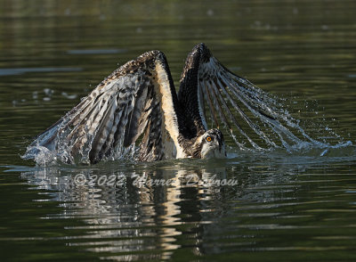 NZ9_7384_01.jpg