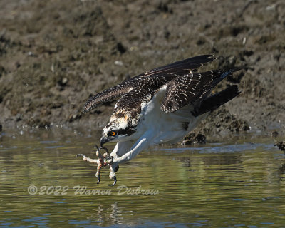 NZ9_0266.jpg