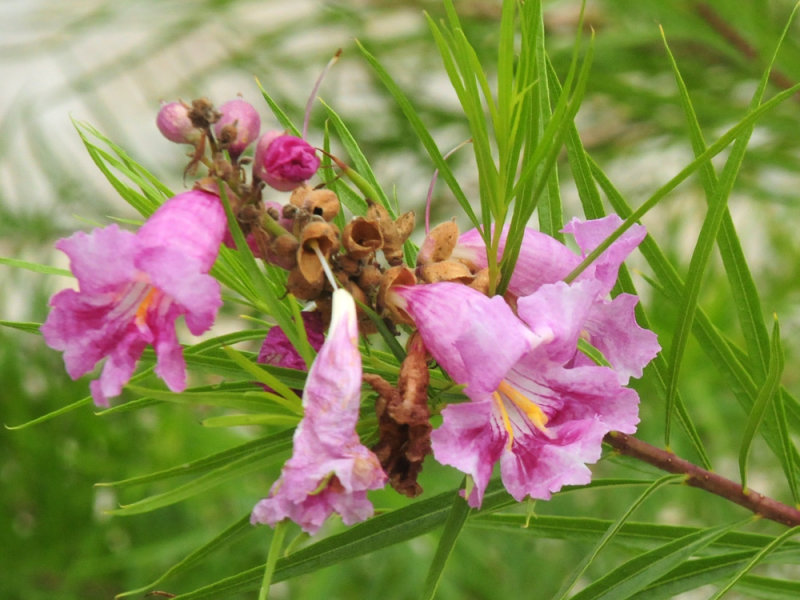 913ccccounty 093pinkflora.jpg
