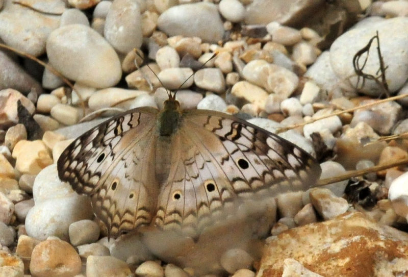 913ccccounty 124whitepeacock.jpg