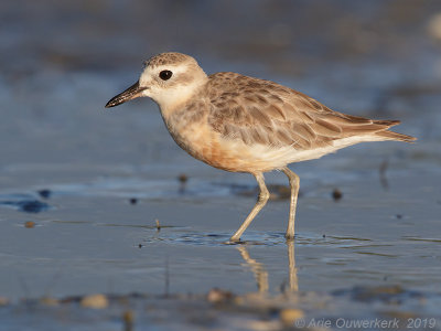 Spring Birding