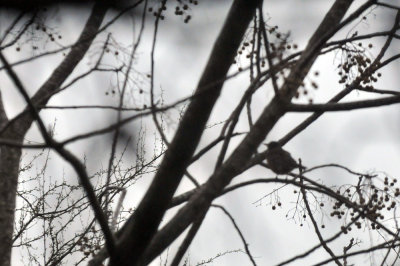 219cooks_134americanrobin.jpg