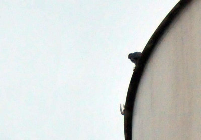 221cooks_001peregrine.jpg