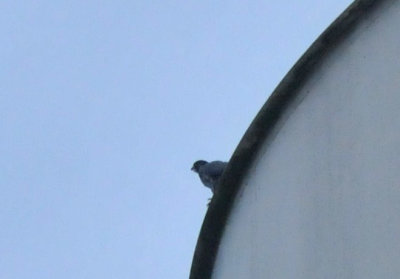 221cooks_003peregrine.jpg