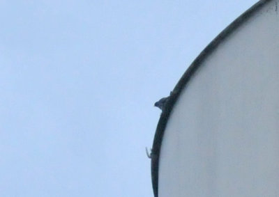 221cooks_008peregrine.jpg