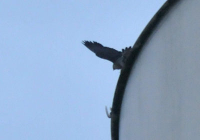 221cooks_009peregrine.jpg