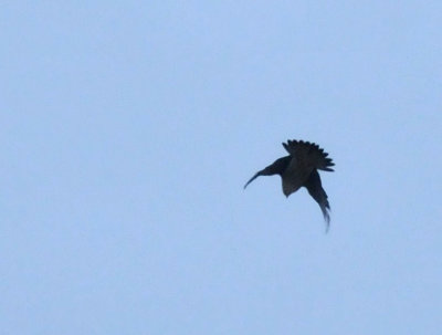 221cooks_012peregrine.jpg