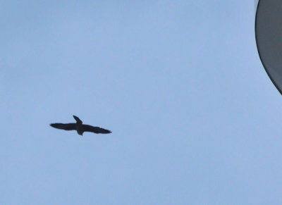 221cooks_014peregrine.jpg