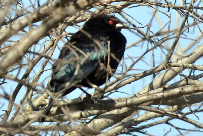 220cooks_004bronzedcowbird.jpg