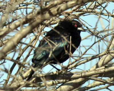 220cooks_008bronzedcowbird.jpg