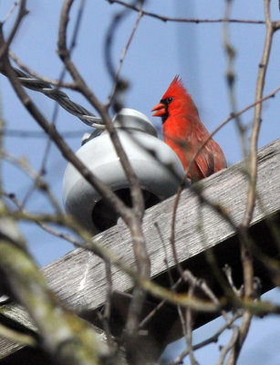 220cooks_072cardinal.jpg