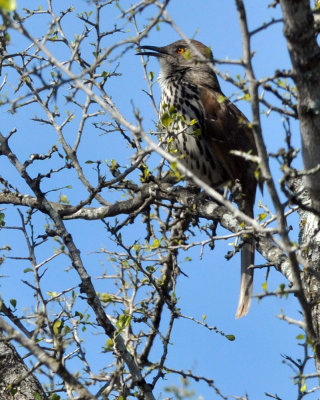 220cooks_097curvebilledthrasher.jpg