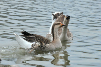 221cooks_041geese.jpg