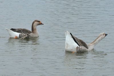 221cooks_047geese.jpg